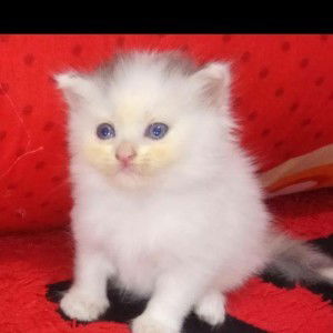 Lelli Lelli profile icon