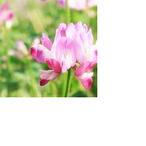 คนขี้เอา เหงาแต่ใจ profile icon