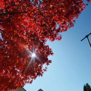 Nor Azwa profile icon