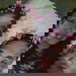 Vanessa A. Sacdalan profile icon