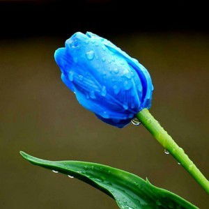 EilliYa HaZeera profile icon