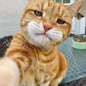 Alfi Rahmawati profile icon