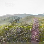 Elin Amanda profile icon