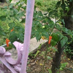 Widi Purwanti Heny profile icon