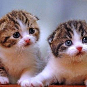 Dewie Yumna profile icon