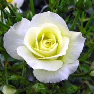 Rizky Amalia Putri profile icon