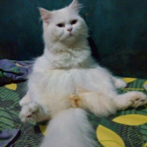 yyan_ j.a profile icon