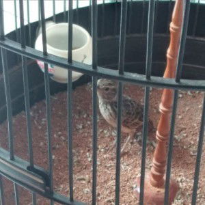 Imam Prasetyo profile icon