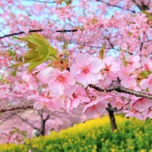 Amie Shamie profile icon