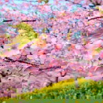 Amie Shamie profile icon