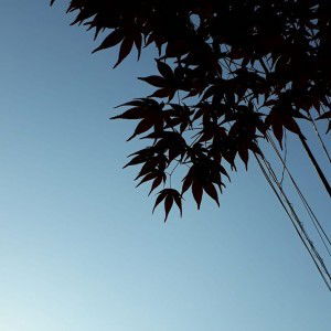 Rachel Ang profile icon