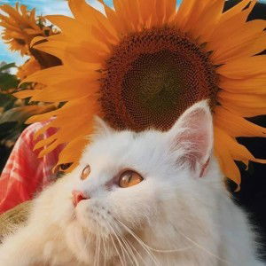 Srt Fpoy profile icon