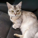 Nor Azlina Ina profile icon