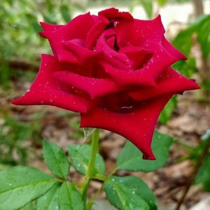 เรืองทะเล ขอให้ถาม profile icon