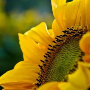 april bucao profile icon