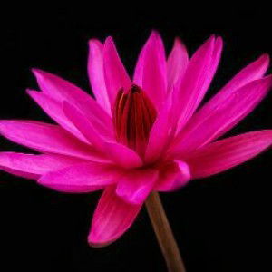 Resty Kuntari profile icon