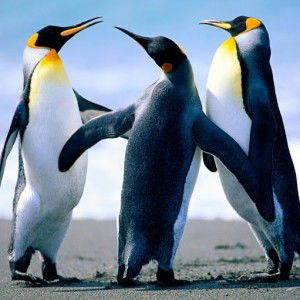 iael iael profile icon