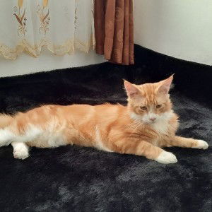 Anindita Yuliansyah profile icon