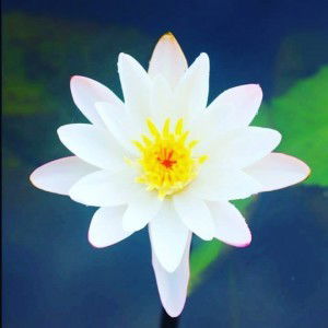 Nizma Ariyani profile icon