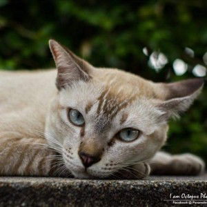 Honeyung Naja profile icon