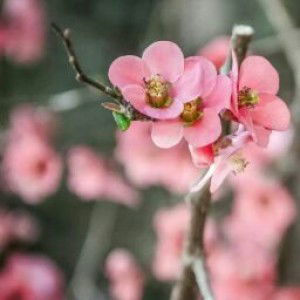 Mia Febriana profile icon