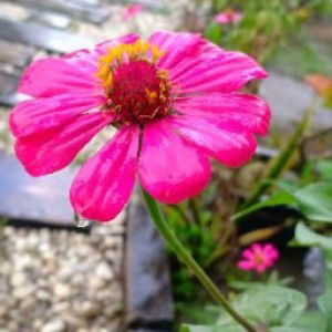 Nur Fadhilah_17 profile icon