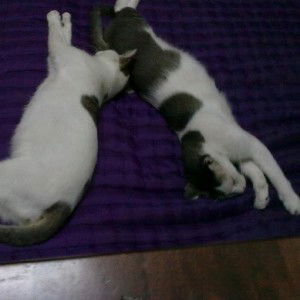 rifhan mohdzan profile icon