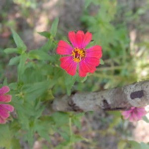 Wang Jen profile icon