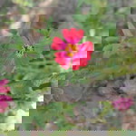 Wang Jen profile icon