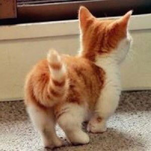 Kapook Aomsin profile icon