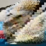 Srikandi Mujahidah profile icon