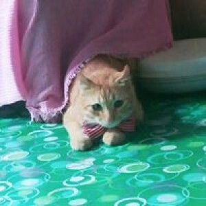 Hakak Miya Chan profile icon