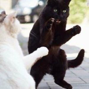 Sum Cato profile icon