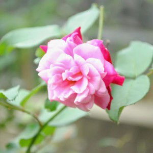 ardhia pramesti profile icon