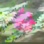 ardhia pramesti profile icon