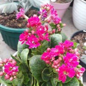 Cahyuni Ananti Ruska profile icon