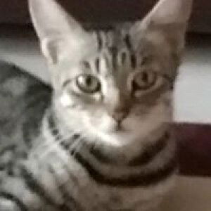 Indah Nur profile icon