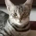 Indah Nur profile icon