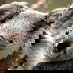 Nurzurieyana Bahador profile icon