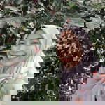 Shelvy Lamawati profile icon