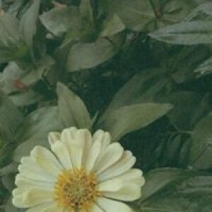 Nasuha Binti Romlee profile icon