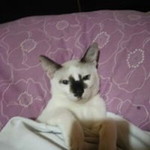 Sitti Hamida profile icon