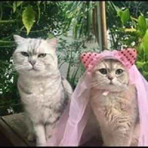 Chatrine Sentisia Intan Yolanda profile icon