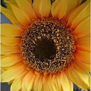 Shiela Zan profile icon