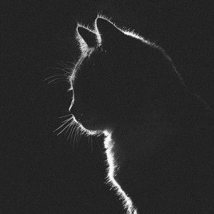 vanny pusfita profile icon