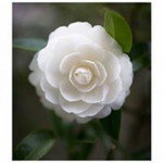 Nophia Vindi profile icon