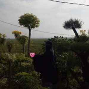 Sofie Widya Ananda profile icon