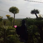 Sofie Widya Ananda profile icon