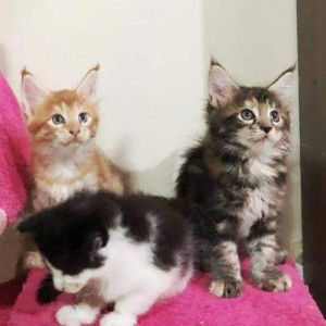 Rossukon profile icon