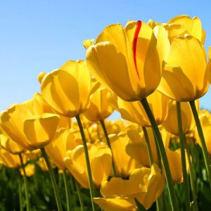 ghelyn cabadin profile icon